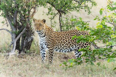  Leopar (Panthera Pardus) avlanıyor. Bu leopar Botswana 'daki Tuli Bloğunda Mashatu Oyun Alanı' nda avlanıyordu.