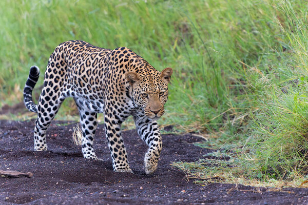 Leopard Panthera Pardus Hunting Leopard Hunting Mashatu Game Reserve Tuli Stock Photo