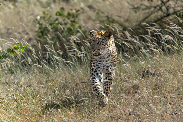 Leopard Panthera Pardus Hunting Leopard Hunting Mashatu Game Reserve Tuli Stock Picture