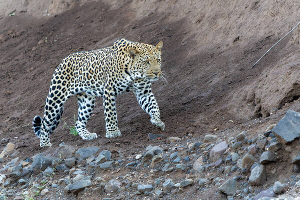 Leopard Panthera Pardus Hunting Leopard Hunting Mashatu Game Reserve Tuli Royalty Free Stock Photos