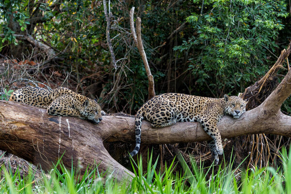 Jaguar Panthera Onca Resting Northern Pantanal Mata Grosso Brazil Royalty Free Stock Images