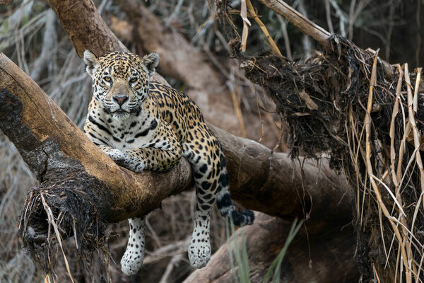 Jaguar Panthera Onca Resting Northern Pantanal Mata Grosso Brazil Stock Image