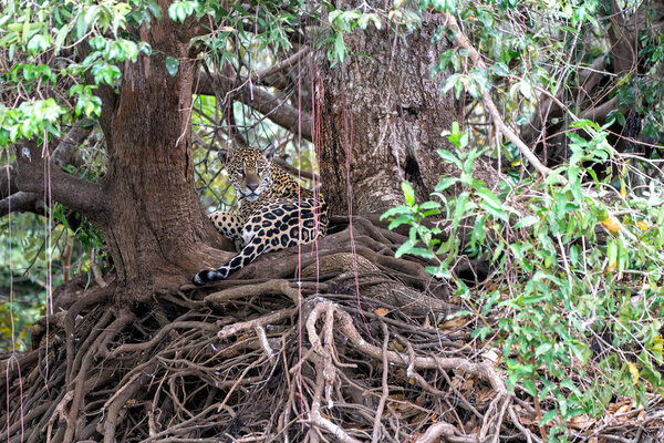 Jaguar Panthera Onca Resting Northern Pantanal Mata Grosso Brazil Stock Photo