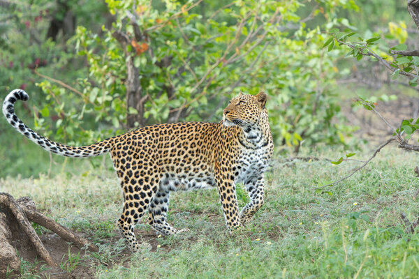 Leopard Panthera Pardus Hunting Leopard Hunting Mashatu Game Reserve Tuli Royalty Free Stock Images