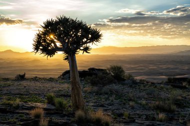 Titrek Ağaç (Aloe ikilemi), güneş doğarken Solitaire ve Walvis Körfezi arasındaki ıssız Rostock bölgesinde Namibya 'da