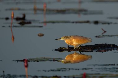 Squacco Heron (Ardeola ralloides) sabahın erken saatlerinde Botsvana ve Namibya arasındaki Chobe nehrinde ılık ışıkla bir nilüfer tarlasında balık tutuyor.