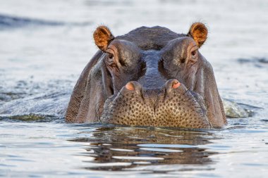 Suaygırı baskın bir davranış sergiliyor. Botswana ve Namibya sınırındaki Chobe Nehri 'ndeki bir tekneden yakın temas..