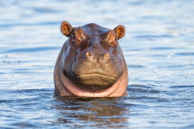 Suaygırı baskın bir davranış sergiliyor. Botswana ve Namibya sınırındaki Chobe Nehri 'ndeki bir tekneden yakın temas..