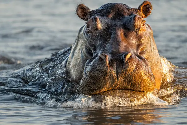 stock image Hippopotamus shows dominant behaviour. A close encounter from a boat in the Chobe River on the border between Botswana and Namibia.