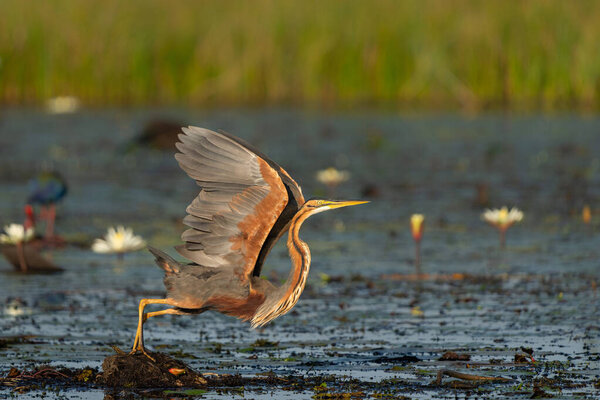 Purple Heron Ardea Purpurea Take Purple Heron Flying Away Water Stock Picture