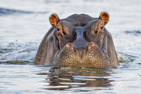 Hippopotamus Shows Dominant Behaviour Close Encounter Boat Chobe River Border Stock Picture