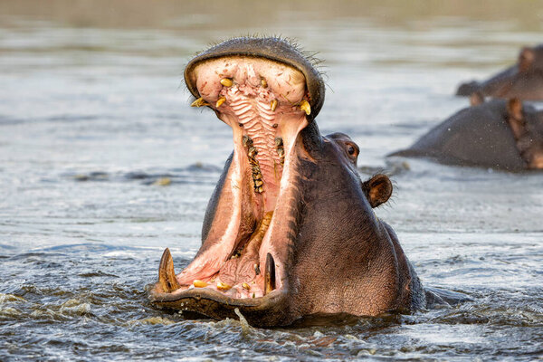 Hippopotamus Shows Dominant Behaviour Close Encounter Boat Chobe River Border Stock Picture