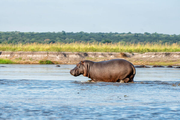 Hippopotamus Shows Dominant Behaviour Close Encounter Boat Chobe River Border Stock Image