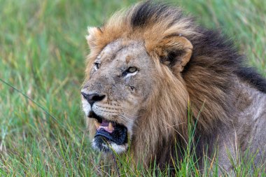 Aslan Kral. Botswana 'daki Okavango Deltası' nda bir erkek aslan portresi (Panthera leo)