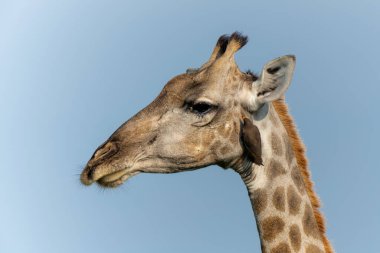    Zürafa portresi. Botsvana 'daki Okavango Deltası' nda kırmızı gagalı bir zürafa, Buphagus erythrorhynchus..                            