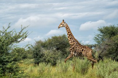 Botswana 'daki Okavango Deltası' nda zürafa. Zürafa, delta ovalarında yeşil mevsimde yiyecek arıyor..