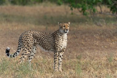 Çita (Acinonyx jubatus), Botswana 'daki Tuli Bloğunda öğleden sonra Mashatu Oyun Rezervi' nde avını arıyor.