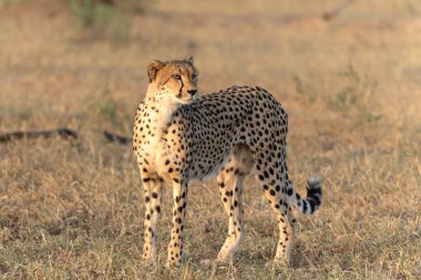 Cheetah (Acinonyx jubatus) walking and searching for prey in the late afternoon in Mashatu Game Reserve in the Tuli Block in Botswana clipart