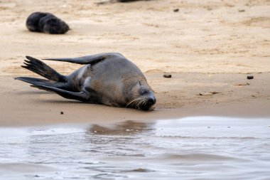 Cape Fur Seal (Arctocephalus pusillus) Namibya 'daki Walvis Körfezi yakınlarındaki bir pelikan noktasında sahilde asılı duruyor.