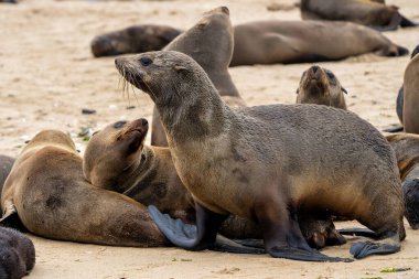 Cape Fur Seal (Arctocephalus pusillus) Namibya 'daki Walvis Körfezi yakınlarındaki bir pelikan noktasında sahilde asılı duruyor.