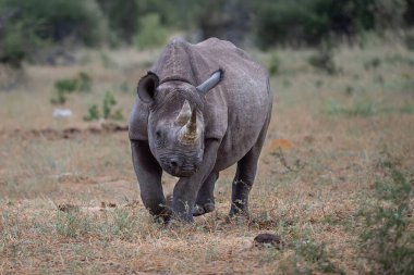 Black rhino, black rhinoceros or hook-lipped rhinoceros (Diceros bicornis) hanging around close to a waterhole just before dark in Etosha National Park in Namibia clipart