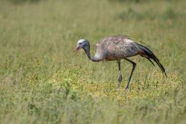 Mavi Turna (Grus paradisea), Stanley turnası ve cennet turnası olarak da bilinir. Namibya 'daki Etosha Milli Parkı' ndaki Pan ovalarında yiyecek arıyorlar.