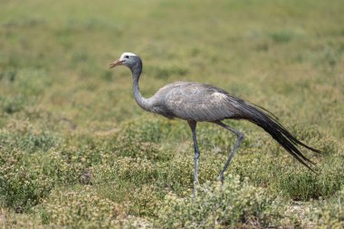 Mavi Turna (Grus paradisea), Stanley turnası ve cennet turnası olarak da bilinir. Namibya 'daki Etosha Milli Parkı' ndaki Pan ovalarında yiyecek arıyorlar.