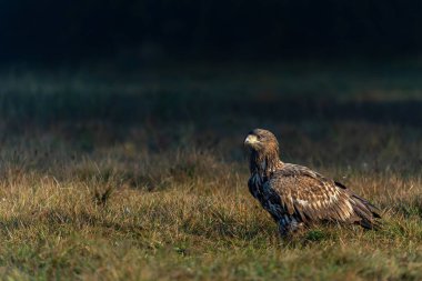 Beyaz kuyruklu kartallar (Haliaeetus albicilla) sabahın erken saatlerinde Polonya ormanlarındaki bir tarlada yiyecek arıyorlar..