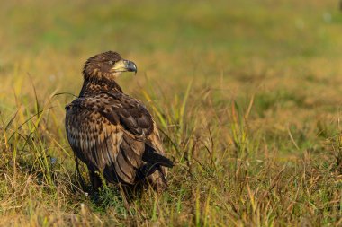 Beyaz kuyruklu kartallar (Haliaeetus albicilla) sabahın erken saatlerinde Polonya ormanlarındaki bir tarlada yiyecek arıyorlar..