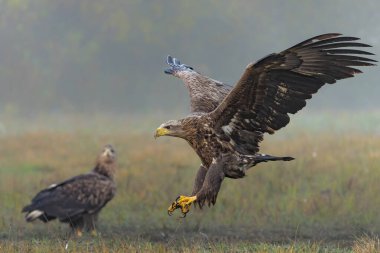 Kartal uçuyor. Beyaz kuyruklu kartallar (Haliaeetus albicilla), sisli bir sonbahar sabahında Polonya ormanındaki bir tarlada yiyecek aramak için uçarlar..