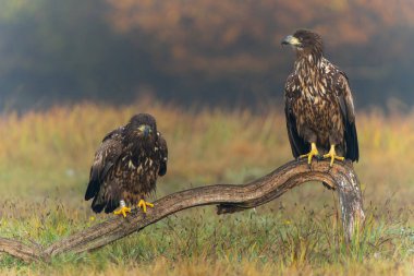 Beyaz kuyruklu kartallar (Haliaeetus albicilla) sabahın erken saatlerinde Polonya ormanlarındaki bir tarlada yiyecek arıyorlar..