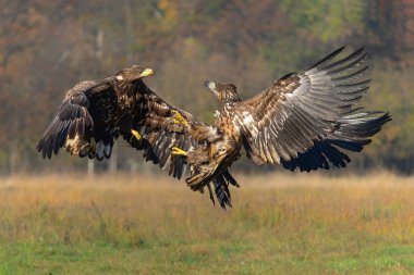 Kartal savaşı. Beyaz kuyruklu kartallar (Haliaeetus albicilla) Polonya ormanlarındaki bir tarlada yiyecek için savaşıyorlar.