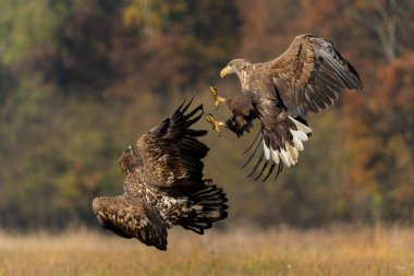 Kartal savaşı. Beyaz kuyruklu kartallar (Haliaeetus albicilla) Polonya ormanlarındaki bir tarlada yiyecek için savaşıyorlar.