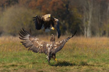 Kartal savaşı. Beyaz kuyruklu kartallar (Haliaeetus albicilla) Polonya ormanlarındaki bir tarlada yiyecek için savaşıyorlar.