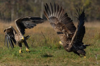 Kartal savaşı. Beyaz kuyruklu kartallar (Haliaeetus albicilla) Polonya ormanlarındaki bir tarlada yiyecek için savaşıyorlar.