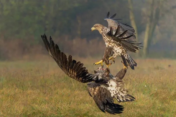 stock image Eagle battle. White tailed eagles (Haliaeetus albicilla) fighting for food on a field in the forest in Poland