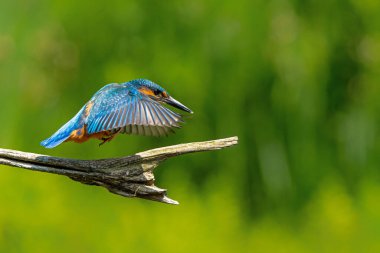 Ortak Kingfisher (Alcedo at this) Hollanda 'daki ormanda balıkçılık ve dalış