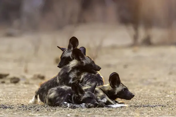 stock image African wild dog pups waking up at sunrise in Mana Pools National Park in Zimbabwe