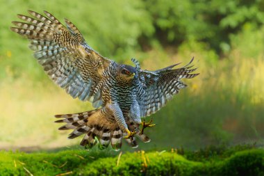 Kuzey Şahini (accipiter gentilis) yiyecek arıyor ve Hollanda 'daki Noord Brabant ormanında uçuyor.