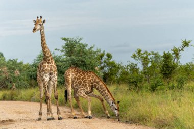 Güney Afrika zürafası (zürafa zürafa zürafa) veya Güney Afrika 'daki Kruger Ulusal Parkı' nda su ve yiyecek arayan Cape zürafası