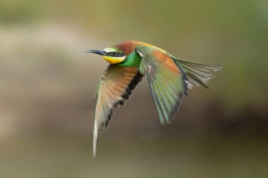 Avrupa arı yiyici (Merops apiaster) Hollanda 'nın Gelderland şehrinde uçuyor.