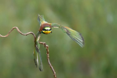 Avrupa arı yiyici (Merops apiaster) Hollanda 'nın Gelderland şehrinde uçuyor.