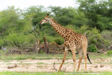 Güney Afrika zürafası (zürafa zürafa zürafa) veya Güney Afrika 'daki Kruger Ulusal Parkı' nda su ve yiyecek arayan Cape zürafası