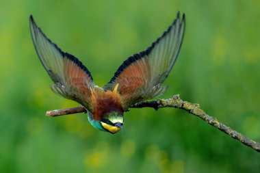 Avrupa arı yiyici (Merops apiaster) Hollanda 'nın Gelderland şehrinde uçuyor.