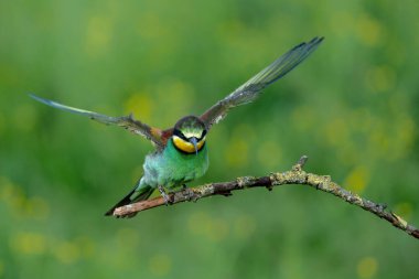 Hollanda 'nın Gelderland kentindeki bir şubede oturan Avrupa arı yiyici (Merops apiaster).