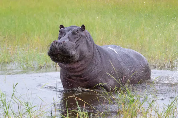 Stock image Hippopotamus in the Okavango Delta in Botswana. An aggressive hippo bull shows dominant behaviour.       