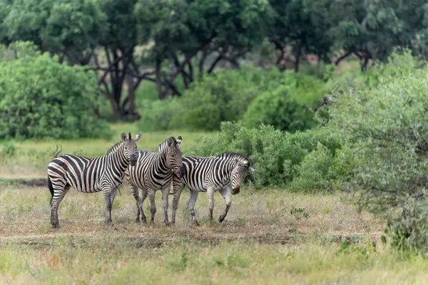 Zebra. Plains zebra (Equus quagga, eski adıyla Equus burchellii), Botswana 'daki Tuli Bloğunda Mashatu Oyun Rezervi' nde gezinen yaygın zebra olarak da bilinir..