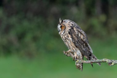 Hollanda 'nın Gelderland şehrinde koyu bir geçmişi olan güzel uzun kulaklı baykuş (Asio otus). .