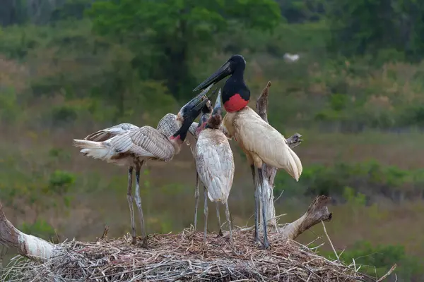 stock image The jabiru (Jabiru mycteria) ia a big stork with a big nest. The young could already fly, but kept coming to the nest to be fed with fish in the Pantanal wetlands in Brazil