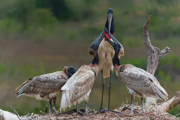 stock image The jabiru (Jabiru mycteria) ia a big stork with a big nest. The young could already fly, but kept coming to the nest to be fed with fish in the Pantanal wetlands in Brazil